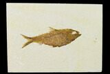 Detailed Fossil Fish (Knightia) - Wyoming #155500-1